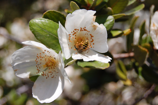 Eucryphia moorei - Plumwood