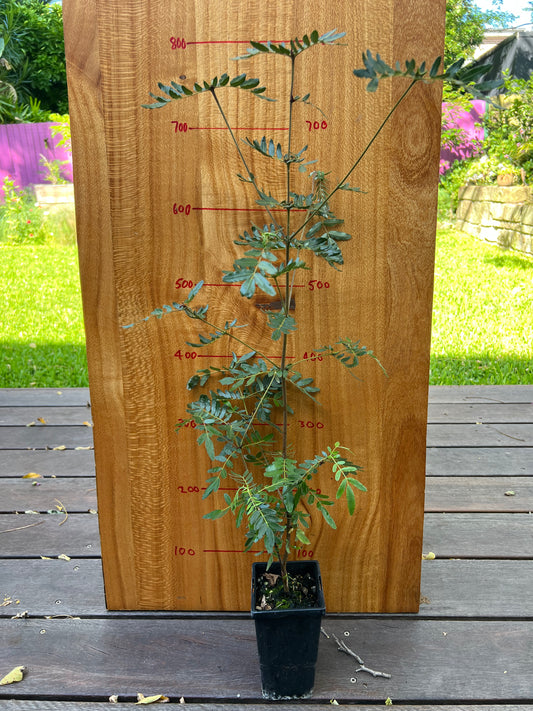 Eucryphia moorei - Plumwood