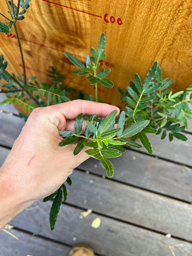 Eucryphia moorei - Plumwood