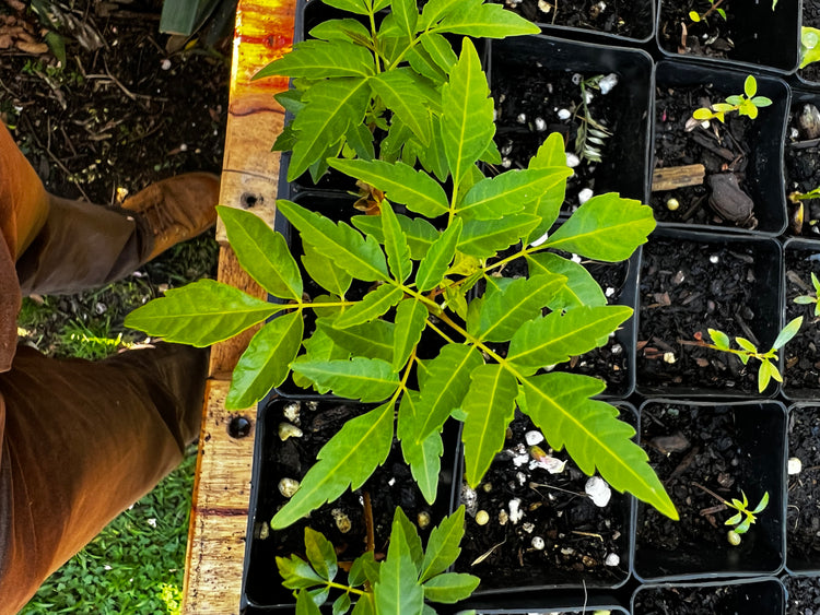 Australian Red Cedar (Toona ciliata) Plant