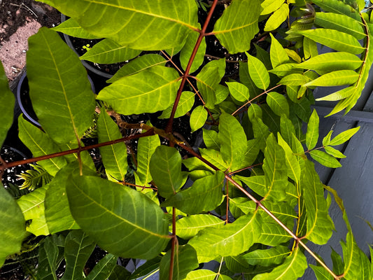 Australian Red Cedar (Toona ciliata) Plant